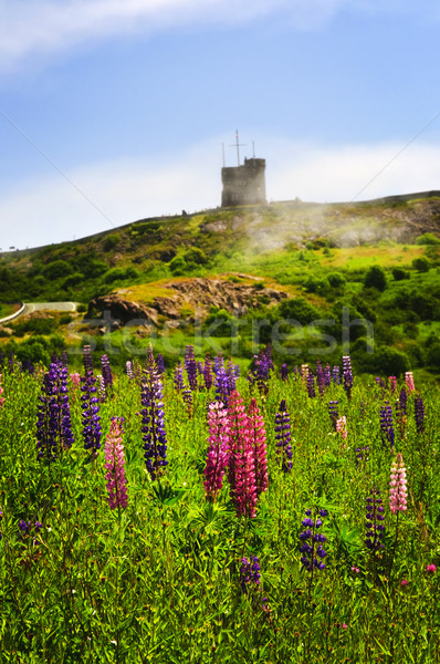 Garden lupin flowers at Signal Hill Stock photo © elenaphoto