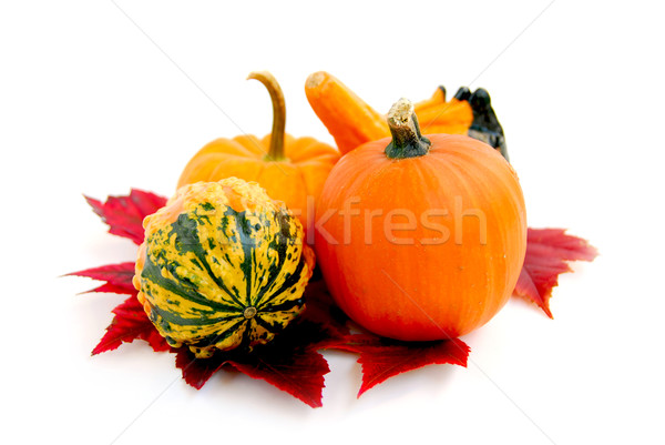 Mini Kürbisse Herbstlaub weiß Blatt Blätter Stock foto © elenaphoto