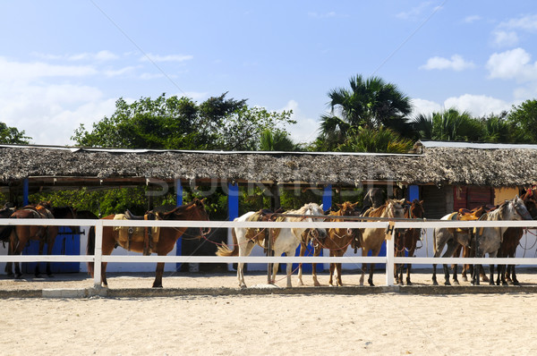 Cavalli stabile pronto Palm sabbia animali Foto d'archivio © elenaphoto