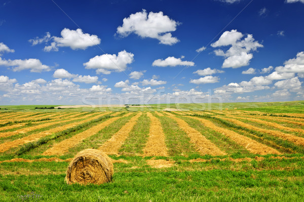Wheat farm field at harvest Stock photo © elenaphoto