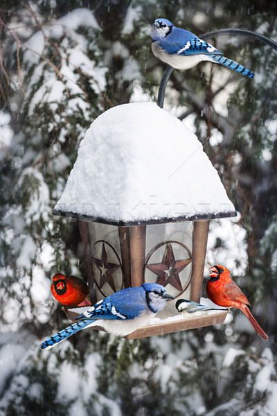 Birds on bird feeder in winter Stock photo © elenaphoto