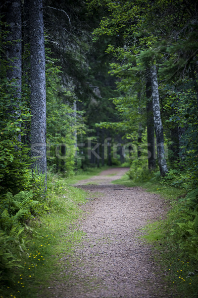 Weg dunkel launisch Wald groß alten Stock foto © elenaphoto