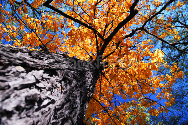 Old elm tree in the fall Stock photo © elenaphoto