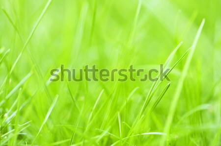 Zielona trawa naturalnych trawy streszczenie charakter Zdjęcia stock © elenaphoto