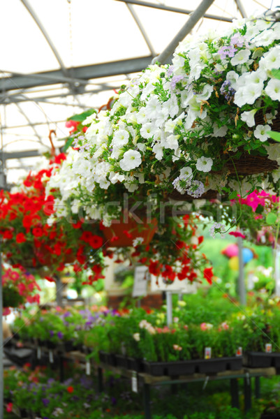 Greenhouse Stock photo © elenaphoto