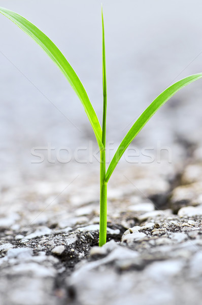 Grass growing from crack in asphalt Stock photo © elenaphoto