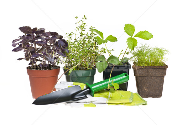Gardening tools and plants Stock photo © elenaphoto