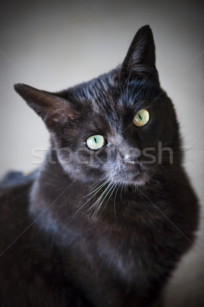 黑貓 肖像 綠色的眼睛 貓 綠色 黑色 商業照片 © elenaphoto