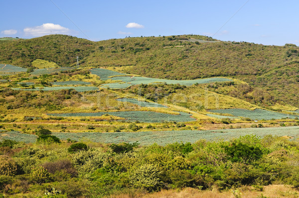Agave cactus field landscape in Mexico Stock photo © elenaphoto