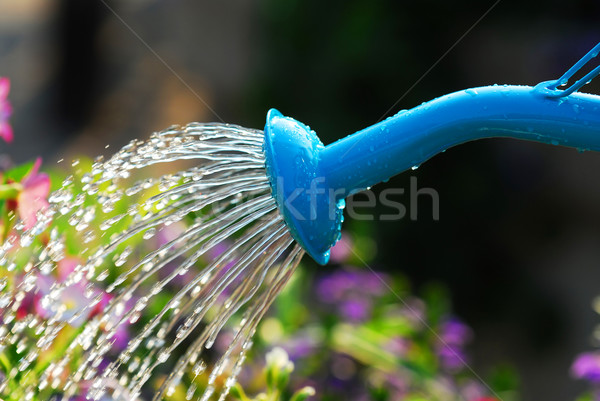 Watering flowers Stock photo © elenaphoto