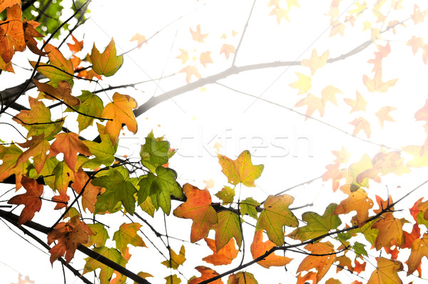 Cair bordo folhas fundo árvore Foto stock © elenaphoto