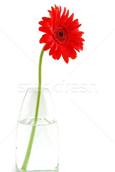 Stok fotoğraf: Kırmızı · vazo · beyaz · çiçek · çiçekler · su