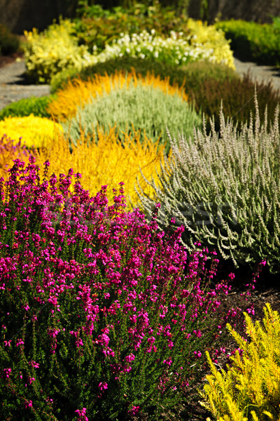 Stock foto: Farbenreich · Garten · Blumen · schönen · Blumengarten · unterschiedlich