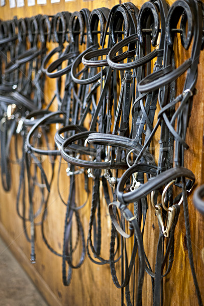 Horse bridles hanging in stable Stock photo © elenaphoto