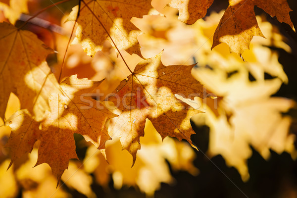 Backlit fall maple leaves Stock photo © elenaphoto