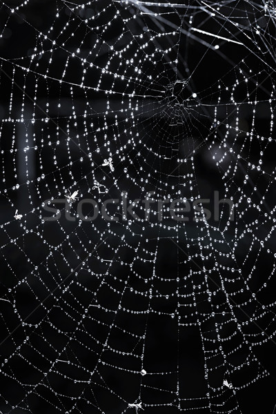 Spider web with dew Stock photo © elenaphoto