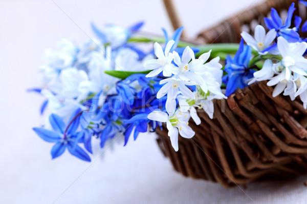 First spring flowers Stock photo © elenaphoto