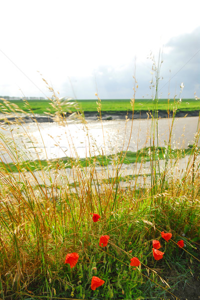 Landscape in Brittany Stock photo © elenaphoto