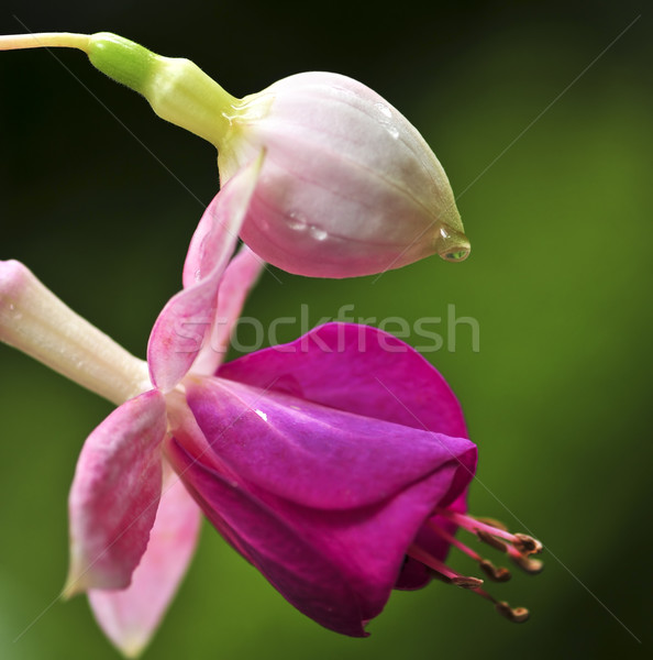 Fuchsia flower Stock photo © elenaphoto