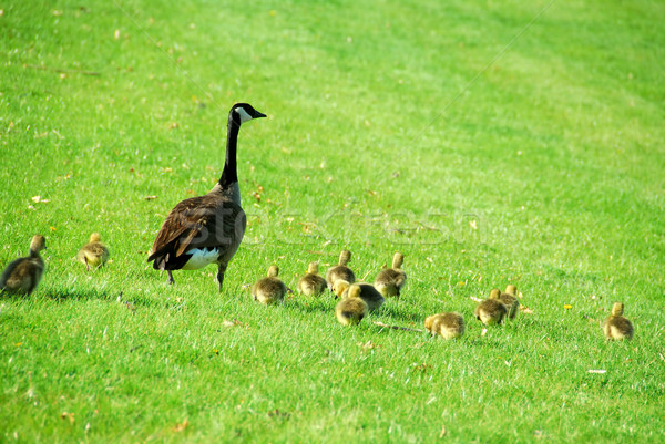 Mother goose Stock photo © elenaphoto