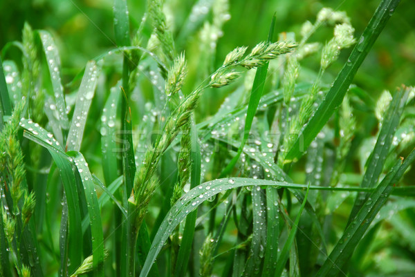 Green grass Stock photo © elenaphoto