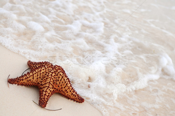 Starfish and ocean wave Stock photo © elenaphoto