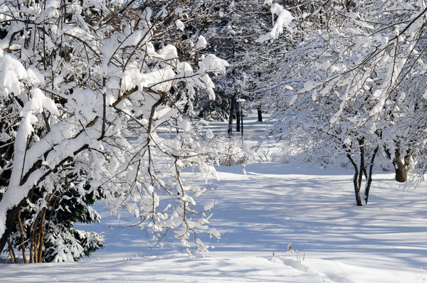 Kış park manzara güneşli ağır kar yağışı Stok fotoğraf © elenaphoto