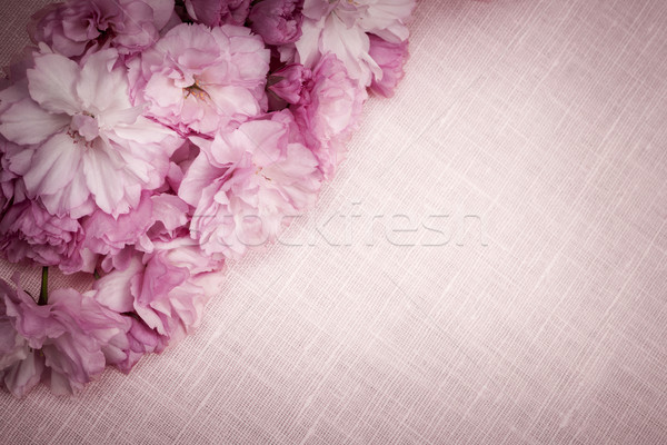Cherry blossoms on pink linen Stock photo © elenaphoto