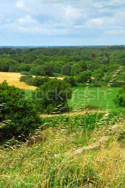 Rural landscape Stock photo © elenaphoto