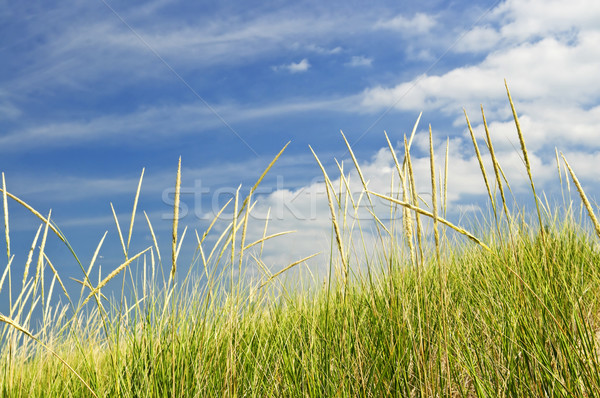 Magas fű homok zöld fű növekvő felhős Stock fotó © elenaphoto
