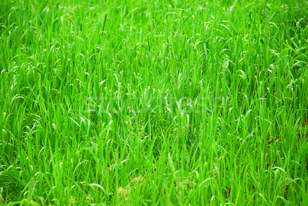 Green grass Stock photo © elenaphoto