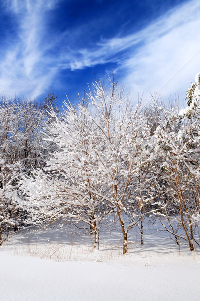 冬 森林 風景 晴れた 降雪 ストックフォト © elenaphoto