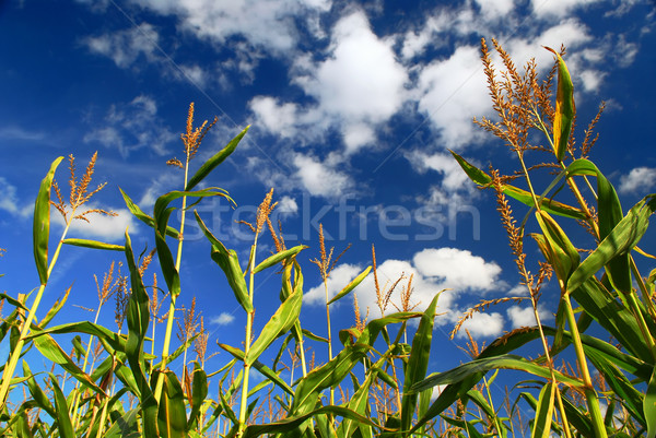 кукурузы области фермы растущий Blue Sky небе Сток-фото © elenaphoto