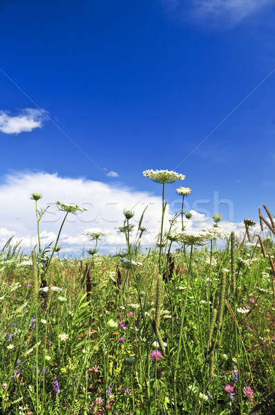 Verano pradera flores silvestres cielo azul flor flores Foto stock © elenaphoto
