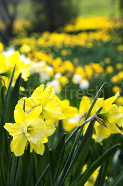 Blooming daffodils in spring park Stock photo © elenaphoto