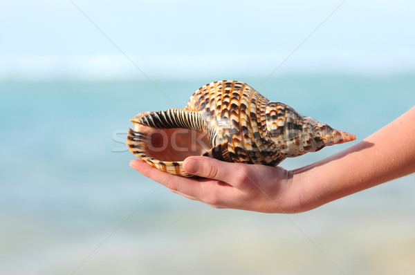 Stock photo: Seashell in hand