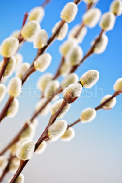 Voorjaar pussy wilg Blauw achtergrond Stockfoto © elenaphoto