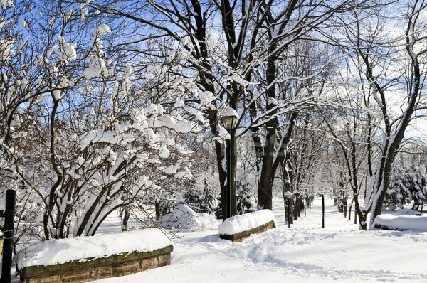 冬 公園 トロント 降雪 ツリー ストックフォト © elenaphoto