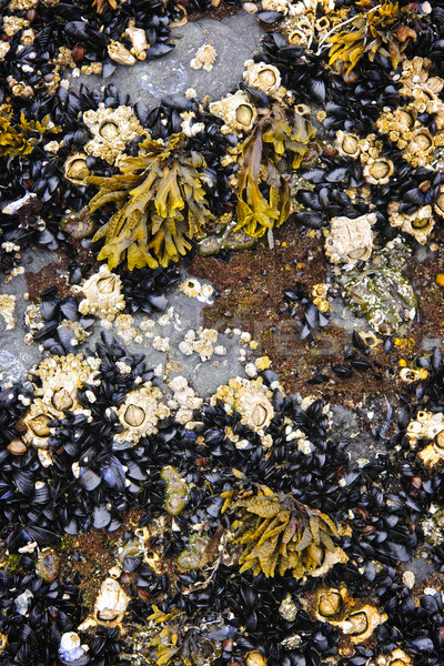 Stock photo: Mussels and barnacles at low tide
