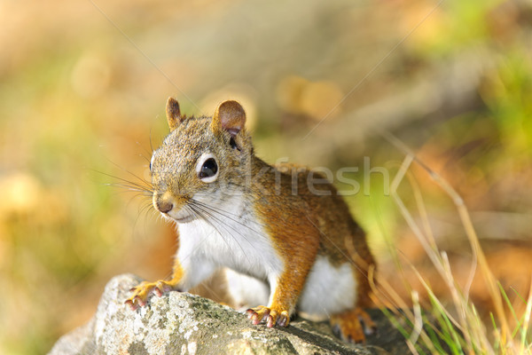 Cute rouge écureuil sauvage yeux [[stock_photo]] © elenaphoto