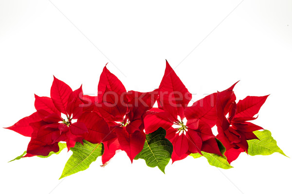 Stock photo: Arrangement with Christmas poinsettias