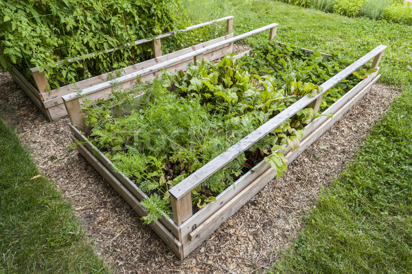 Vegetable garden in raised boxes Stock photo © elenaphoto