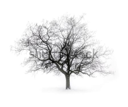 Foto stock: Invierno · árbol · niebla · sin · hojas · blanco · nieve
