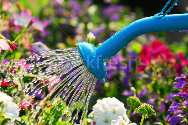 Watering flowers Stock photo © elenaphoto