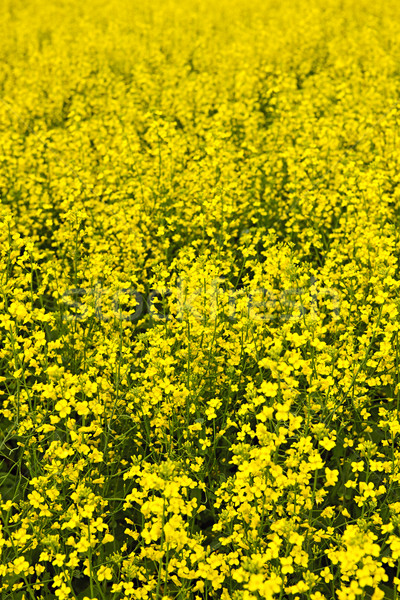 Canola plants Stock photo © elenaphoto