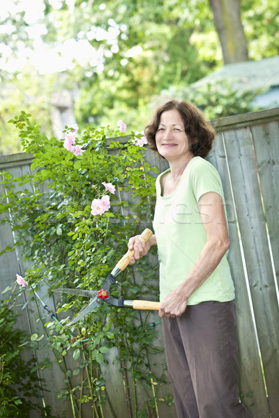 Senior woman pruning rose bush Stock photo © elenaphoto