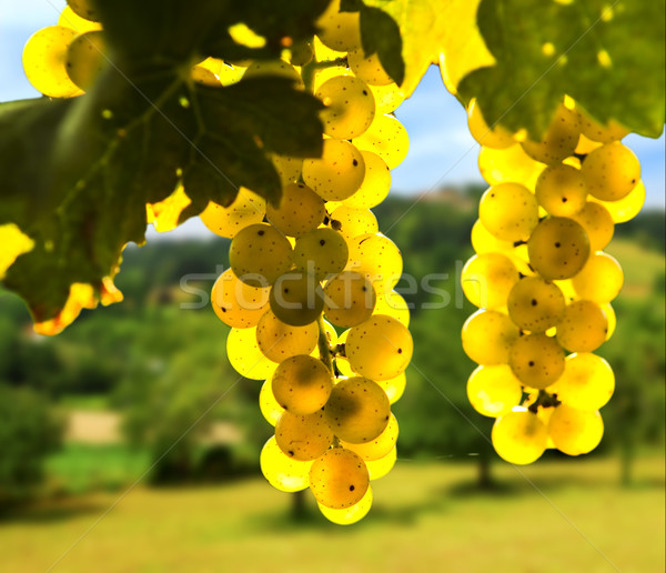 Yellow grapes Stock photo © elenaphoto