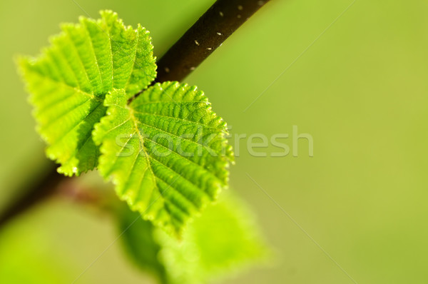 Stockfoto: Groene · voorjaar · bladeren · schone · milieu