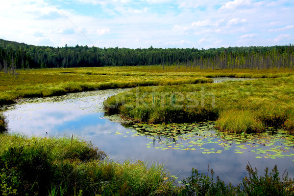 Wetlands Stock photo © elenaphoto