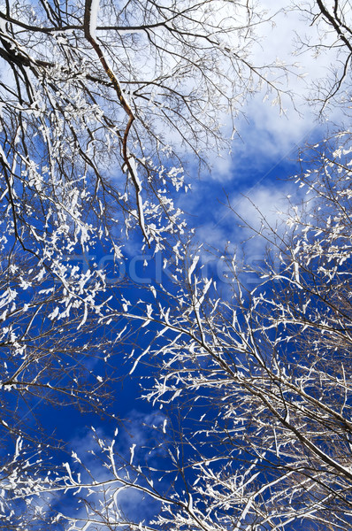 Stock photo: Winter trees and blue sky